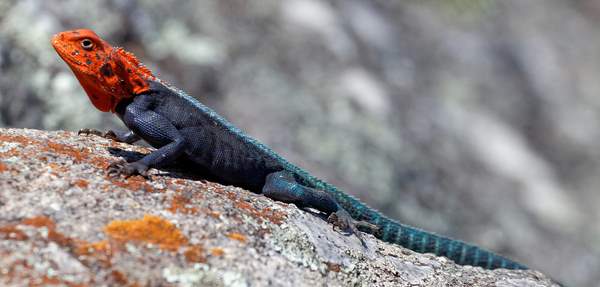 Répteis e a proibição de comer dos vivos para Noahide